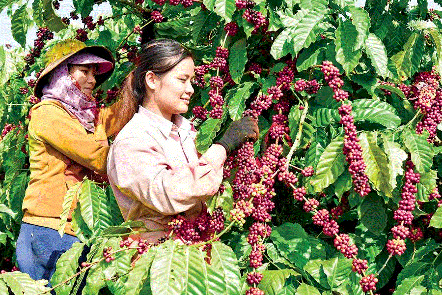 Giá nông sản hôm nay 16/4: Giá hồ tiêu tăng 1.000 đ/kg, cà phê giảm nhẹ