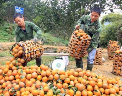 Cam sành Hà Giang rớt giá 