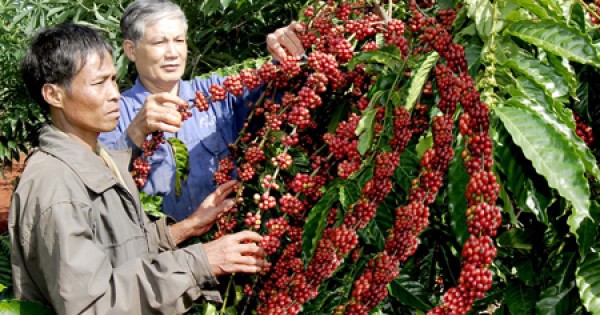 Giá nông sản hôm nay 18/4: Giá cà phê tăng từ 200-300 đồng/kg, hồ tiêu tăng nhẹ