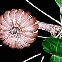 Ăn quả ngô đồng ở sân trường, 7 học sinh bị ngộ độc nặng