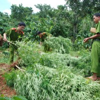 Lại phát hiện hàng trăm cây cần sa trồng trong vườn nhà dân