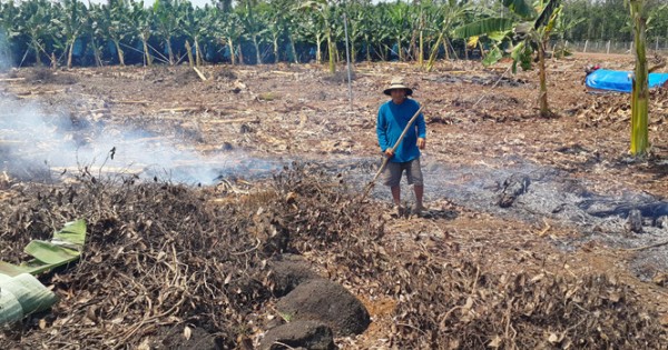 Đồng Nai: Giá tiêu giảm, nhiều hộ trồng tiêu chặt bỏ, lấy rễ bán cho thương lái Trung Quốc