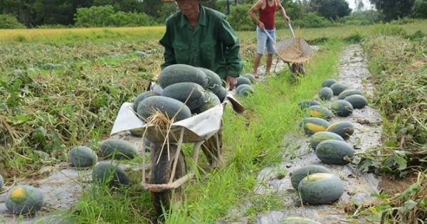 Quảng Nam kêu gọi 'giải cứu' hàng nghìn tấn dưa hấu