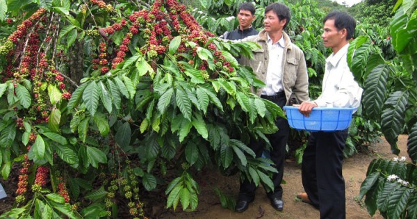 Giá nông sản hôm nay (31/5): Dự báo giá cà phê và giá tiêu sẽ giảm trong tháng 6