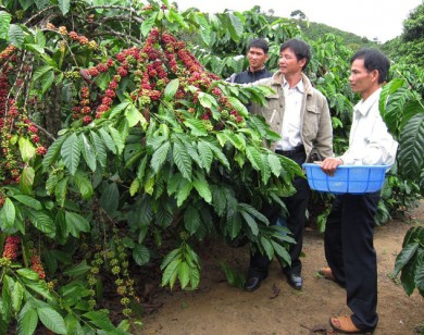 Giá nông sản hôm nay (31/5): Dự báo giá cà phê và giá tiêu sẽ giảm trong tháng 6