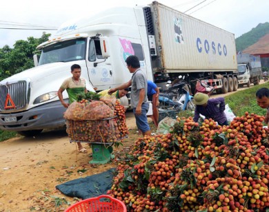 Gần 100 doanh nghiệp Trung Quốc sang thu mua vải thiều