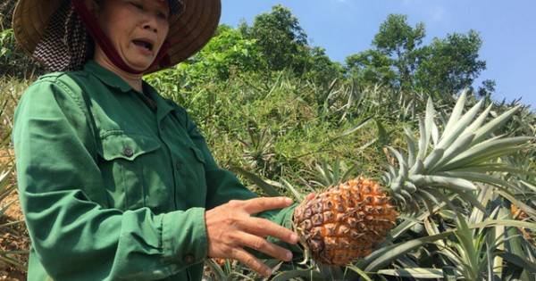 Nông dân 'khóc ròng' vì dứa 1.000 đồng/kg cũng không ai mua