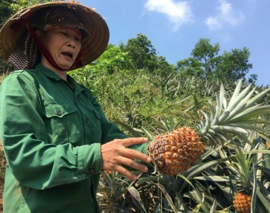 Nông dân 'khóc ròng' vì dứa 1.000 đồng/kg cũng không ai mua