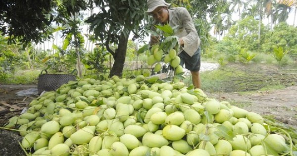 Xoài Việt Nam sắp được xuất khẩu vào thị trường Mỹ