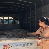 Bắt giữ xe tải chở 1 tấn bì lợn bốc mùi hôi thối chuẩn bị "tuồn" ra thị trường