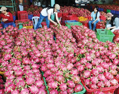 Phát hiện cơ sở thanh long sử dụng hóa chất không rõ nguồn gốc