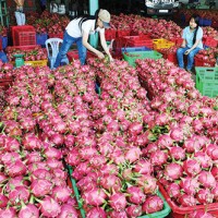 Phát hiện cơ sở thanh long sử dụng hóa chất không rõ nguồn gốc