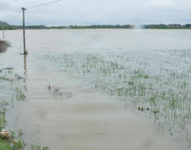 Đã có 2 người tử vong, gần 70.000 ha lúa, hoa màu ngập úng do bão số 3 Sơn Tinh