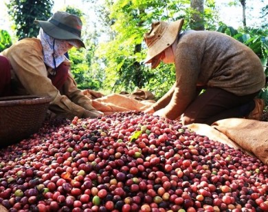 Giá nông sản hôm nay 24/7: Giá cà phê tăng 100 đ/kg, giá tiêu Gia Lai giảm 1.000đ/kg