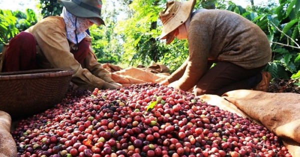 Giá nông sản hôm nay 27/7: Giá cà phê giảm 200-500 đ/kg, giá tiêu giảm nhẹ