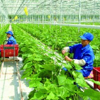 Thúc đẩy doanh nghiệp đầu tư vào lĩnh vực nông nghiệp