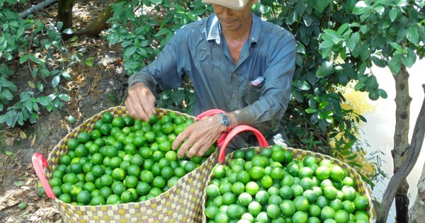 Giá chanh giảm mạnh
