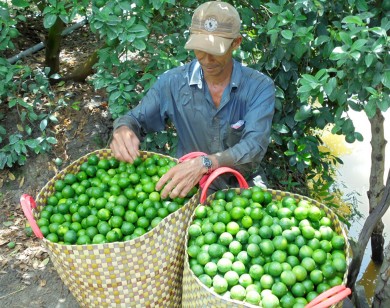 Giá chanh giảm mạnh