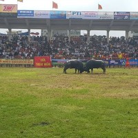 Hôm nay (18/9), khai hội chọi trâu Đồ Sơn năm 2018