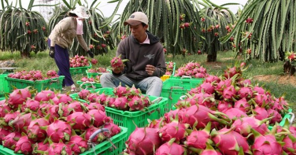 Giá thanh long thấp kỷ lục, nông dân lỗ nặng