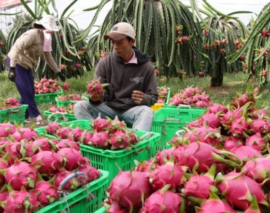 Giá thanh long thấp kỷ lục, nông dân lỗ nặng