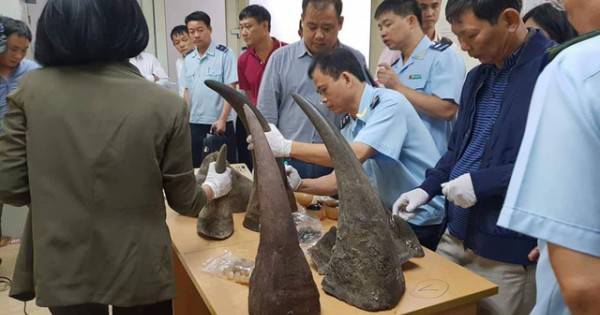 Bắt giữ số lượng lớn sừng tê giác tại sân bay Nội Bài