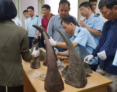 Bắt giữ số lượng lớn sừng tê giác tại sân bay Nội Bài
