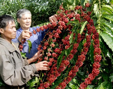 Giá nông sản hôm nay 17/10: Giá cà phê tăng 100-300 đ/kg, giá tiêu ổn định