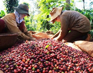 Giá nông sản hôm nay 18/10: Giá cà phê tăng 400 đ/kg, giá tiêu đi ngang