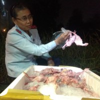 Bắt giữ gần 2 tấn thịt chim cút 'bẩn' ở Sài Gòn