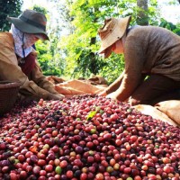 Giá nông sản hôm nay 18/10: Giá cà phê tăng 400 đ/kg, giá tiêu đi ngang