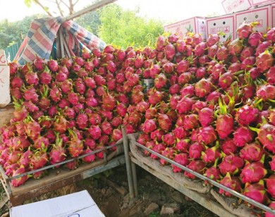 Thanh Long tăng giá trở lại