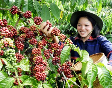 Giá nông sản hôm nay 27/10: Giá cà phê và giá tiêu đều tăng