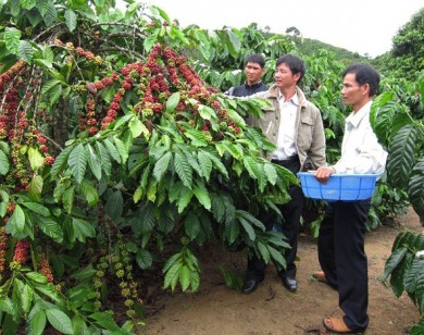 Giá nông sản hôm nay 12/11: Giá cà phê tăng nhẹ, giá tiêu giảm 2.000 đ/kg