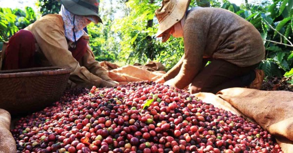 Giá nông sản hôm nay 21/11: Giá cà phê giảm nhẹ, giá tiêu đi ngang