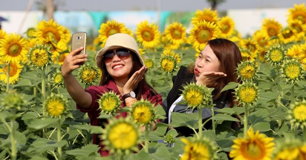 Giới trẻ TP Hồ Chí Minh “lạc” giữa vườn hoa hướng dương khoe sắc vàng trong dịp Tết dương lịch 2019