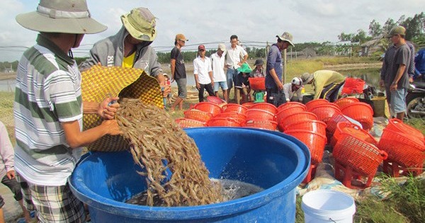 Giá tôm chân trắng tăng mạnh dịp cuối năm