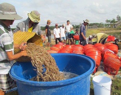 Giá tôm chân trắng tăng mạnh dịp cuối năm