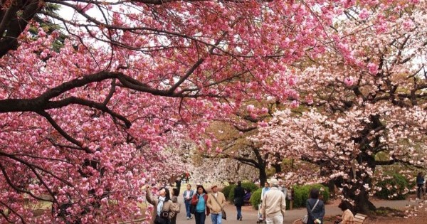 Hà Nội tổ chức Lễ hội hoa anh đào Nhật Bản 2019 tại Vườn hoa Lý Thái Tổ