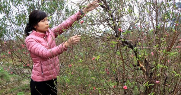 Hàng trăm gốc đào bán Tết bị kẻ xấu chặt phá, thiệt hại cả tỷ đồng