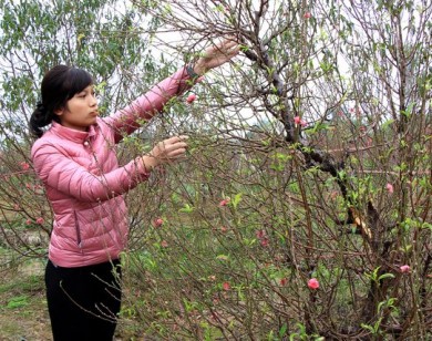 Hàng trăm gốc đào bán Tết bị kẻ xấu chặt phá, thiệt hại cả tỷ đồng