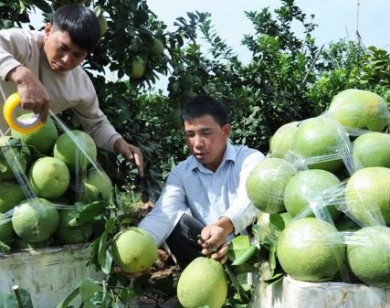 Cận Tết, giá bưởi da xanh tăng mạnh