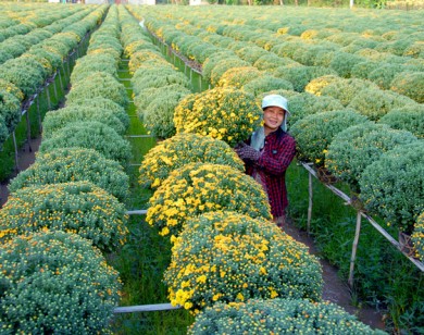 Cúc mâm xôi "chạy hàng" giá cao, nông dân phấn khởi