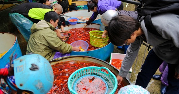 Chợ cá lớn nhất Hà Nội nhộn nhịp trước ngày Táo quân chầu trời