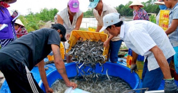 Giá cá kèo tăng mạnh ngày cận Tết, người nuôi phấn khởi