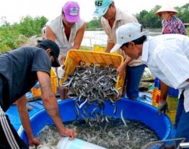 Giá cá kèo tăng mạnh ngày cận Tết, người nuôi phấn khởi