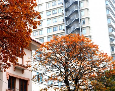 Hà Nội những ngày đầu xuân lá đỏ rợp góc phố