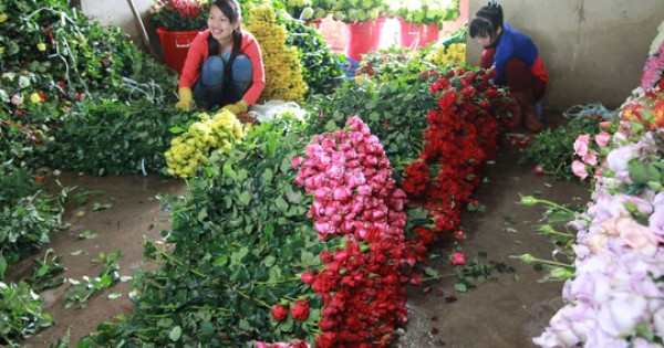 Giá hoa hồng Đà Lạt tăng vọt trước ngày Valentine