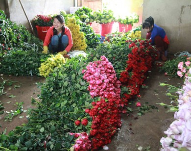 Giá hoa hồng Đà Lạt tăng vọt trước ngày Valentine