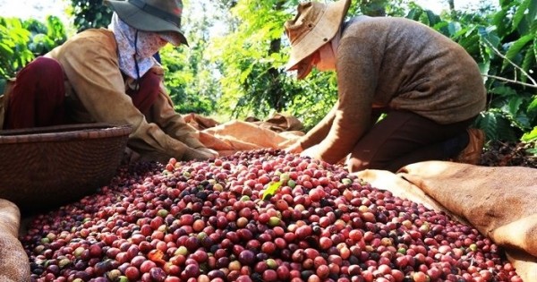 Giá nông sản hôm nay 16/2: Giá cà phê tăng mạnh, giá tiêu giảm nhẹ